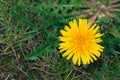 Yellow dandelion on blurred green background Royalty Free Stock Photo