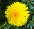 Yellow dandelion. Bright flower dandelion on background of green