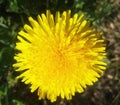 Yellow dandelion. Bright flower dandelion on background of green