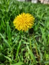 Yellow dandelion. Bright flower dandelion on green spring meadow