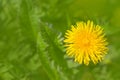 Yellow dandelion. Bright flowers dandelions on background of green spring meadow