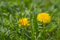Yellow dandelion. Bright flowers dandelions on background of green spring meadow