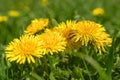 Yellow dandelion. Bright flowers dandelions on background of green spring meadow