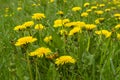 Yellow dandelion. Bright flowers dandelions on background of green spring meadow