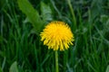 Yellow dandelion. Bright fluffy dandelion flower on the background of green spring meadows