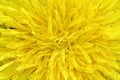 Yellow dandelion bud field Royalty Free Stock Photo