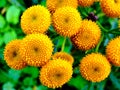 Macro yellow center of flower
