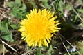 Yellow dandelion close-up Royalty Free Stock Photo