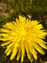 Yellow dandelion close-up. A yellow flower blooms in the spring forest Royalty Free Stock Photo