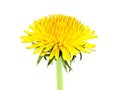 Yellow dandelion closeup.