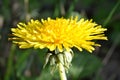 Yellow dandelion closeup Royalty Free Stock Photo