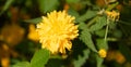 yellow dandelion daisy flower. macro. nature beauty