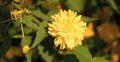 yellow dandelion daisy flower. macro. nature beauty