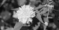 yellow dandelion daisy flower. macro. nature beauty