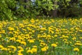 Yellow dandelion field nearby Royalty Free Stock Photo