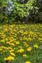 Yellow dandelion field nearby Royalty Free Stock Photo
