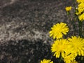 Yellow dandelion flower against asphalt road. Close up