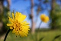 yellow dandelion flower on a background of blurred blue sky and green trees on a sunny day Royalty Free Stock Photo