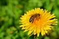 Yellow dandelion flower with bee Royalty Free Stock Photo