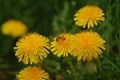 Yellow dandelion flower. bee collecting pollen Royalty Free Stock Photo