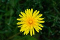 Yellow dandelion flower blooming in greenery Royalty Free Stock Photo