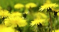 Yellow Dandelion flower on a blurred yellow-green bokeh background. Closeup. For design. Side view. Spring background. Royalty Free Stock Photo