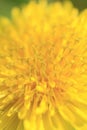 Yellow dandelion flower close up Royalty Free Stock Photo