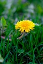 Yellow dandelion flower, close-up, on a background of green grass Royalty Free Stock Photo