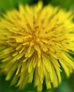 Dandelion flower close-up 4 Royalty Free Stock Photo