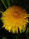 Mysterious dandelion, macro