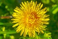 Yellow dandelion flower close up by day in bright sunlight. Background Royalty Free Stock Photo