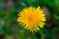 Yellow dandelion flower close up, macro, spring background Royalty Free Stock Photo