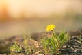 Yellow dandelion flower close up, macro, spring background. Royalty Free Stock Photo