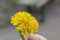 Yellow dandelion flower close up, macro, spring background Royalty Free Stock Photo