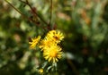 Yellow dandelion flower close up, macro, spring background Royalty Free Stock Photo