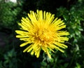 Yellow dandelion flower close up, macro, spring background Royalty Free Stock Photo