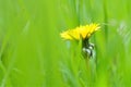 Yellow dandelion flower close up, macro, spring background Royalty Free Stock Photo