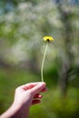 yellow dandelion flower close up, macro, spring background Royalty Free Stock Photo