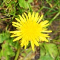 yellow dandelion flower close up top view Royalty Free Stock Photo