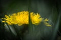 Yellow dandelion flower closeup. Petals grow among green grass on lawn