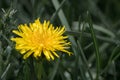 Yellow dandelion flower closeup. Petals grow among green grass on lawn