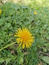 occitanie yellow dandelion flower on green background Royalty Free Stock Photo
