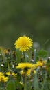 Yellow dandelion flower on green forest glade on cloudy fresh summer morning. Seasonal nature background, vertical, copy Royalty Free Stock Photo