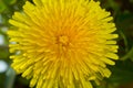 Yellow dandelion flower in green grass. Blooming spring meadow. Close-up. Shallow depth of field. Royalty Free Stock Photo