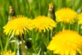 Yellow dandelion flower on green grass summer or spring meadow Royalty Free Stock Photo