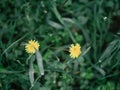Yellow dandelion flower in green grass with wild yellow flowers, selective focus, spring meadow. White dandelion with blurred Royalty Free Stock Photo