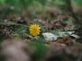 Yellow dandelion flower in green grass with wild yellow flowers, selective focus, spring meadow. White dandelion with blurred Royalty Free Stock Photo