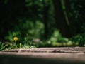 Yellow dandelion flower in green grass with wild yellow flowers, selective focus, spring meadow. White dandelion with blurred Royalty Free Stock Photo