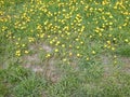 Yellow dandelion flower with green leaves and grass