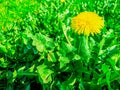 Yellow dandelion flower with green leaves on spring sunny day as natural background with copy space, mobile photo Royalty Free Stock Photo